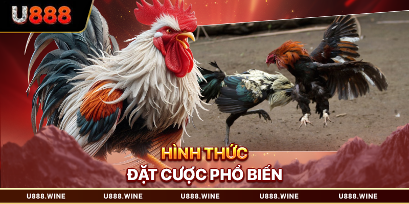 Hình thức cược đá gà U888 phổ biến