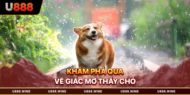 Khám phá qua về giấc mơ thấy chó