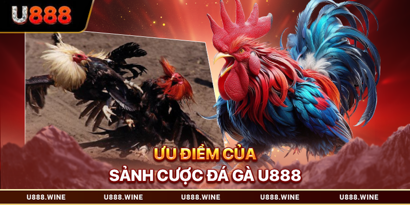 Ưu điểm của sảnh cược đá gà U888